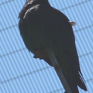 Eurystomus orientalis