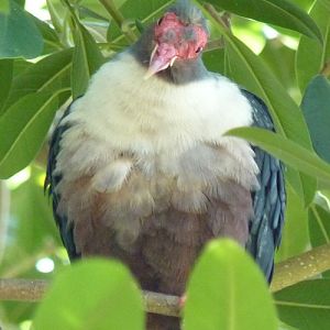 Gymnophaps albertisii