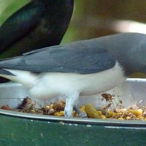 Artamus leucorhynchus