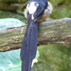 Copsychus malabaricus