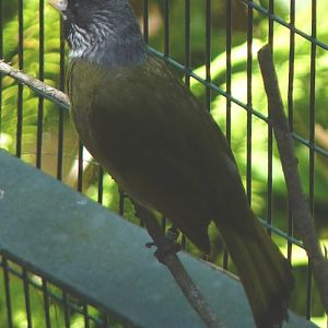 Spizixos semitorques