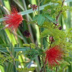 Calliandra californica