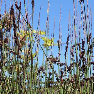 Chondropetalum tectorum
