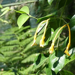 Lonicera hildebrandiana