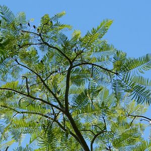 Schizolobium parahybum