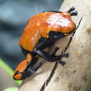 Dendrobates galactonotus