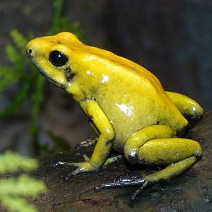 Phyllobates bicolor