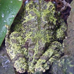 Theloderma corticale