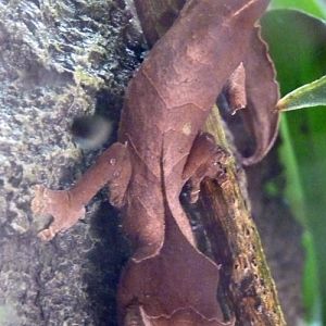 Uroplatus phantasticus