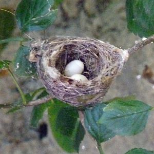 Hummingbird nest!