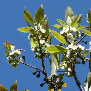 Lophostemon confertus