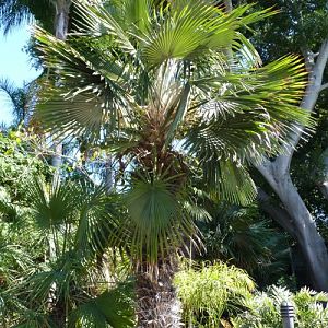 Trithrinax acanthocoma