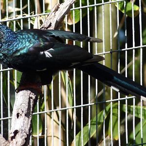 Phoeniculus purpureus