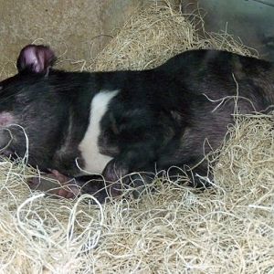 Sarcophilus harrisii