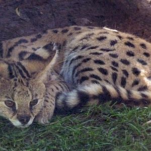 Leptailurus serval