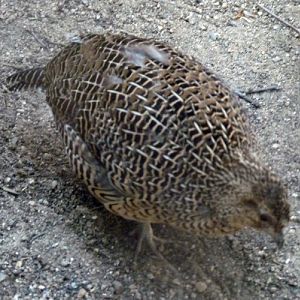 Margaroperdix madagarensis