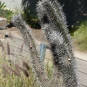 Alluaudia montagnacii