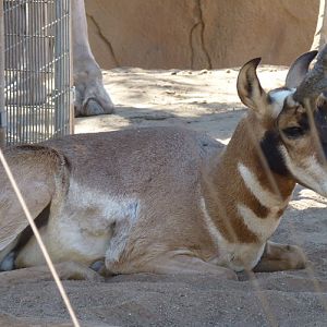 Antilocapra americana