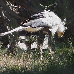 Sagittarius serpentarius