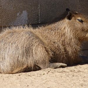 Hydrochoerus hydrochaeris