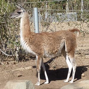 Lama guanicoe