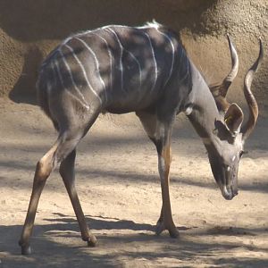 Tragelaphus imberbis