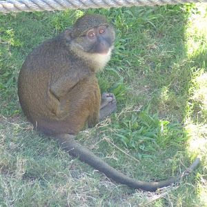 Allenopithecus nigroviridis