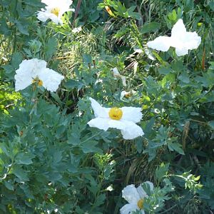 Romneya coulteri