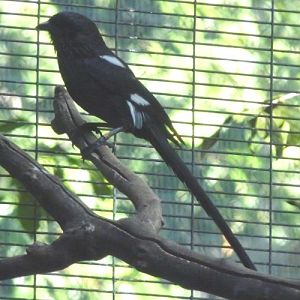 Corvinella melanoleuca