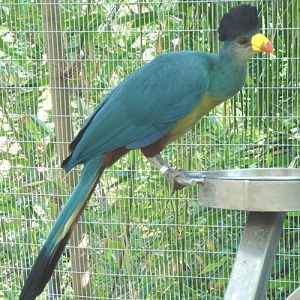 Corythaeola cristata