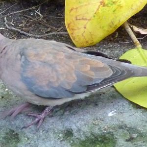Streptopelia senegalensis