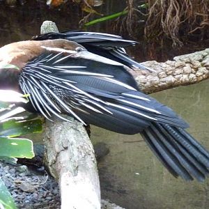 Anhinga rufa