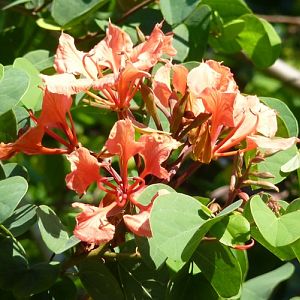 Bauhinia galpinii