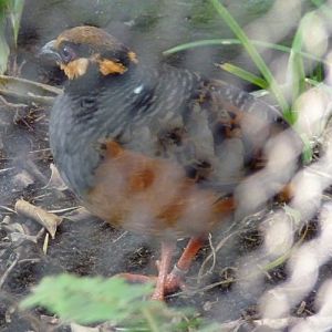 Arborophila javanica