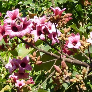 Brachychiton discolor