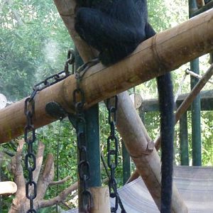 Trachypithecus francoisi