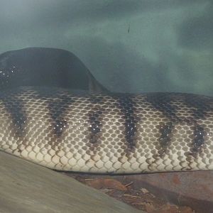 Aspidites melanocephalus