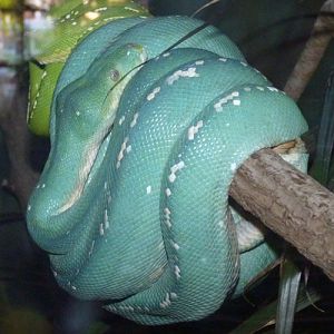 Morelia viridis