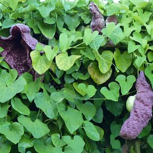 Aristolochia gigantea