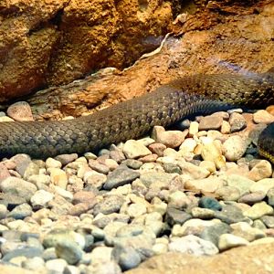 Thamnophis hammondii