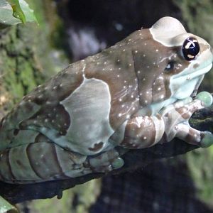 Trachycephalus resininfictrix