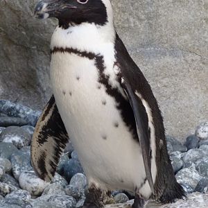 Repeated photo for deletion please