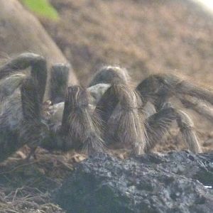 Aphonopelma chalcodes