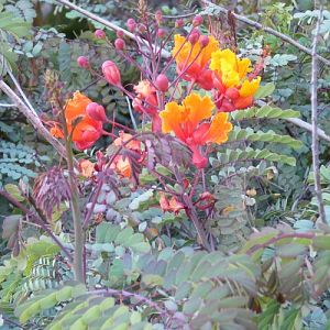 Caesalpinia pulcherrima