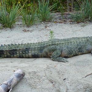 Crocodylus cataphractus