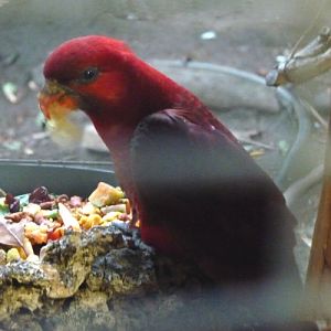 Chalcopsitta cardinalis