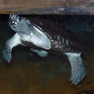 Geoclemys hamiltonii