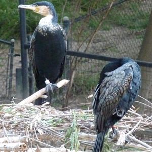 Phalacrocorax lucidus