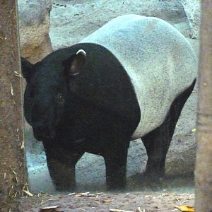 Tapirus indicus