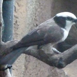 Eurocephalus rueppelli